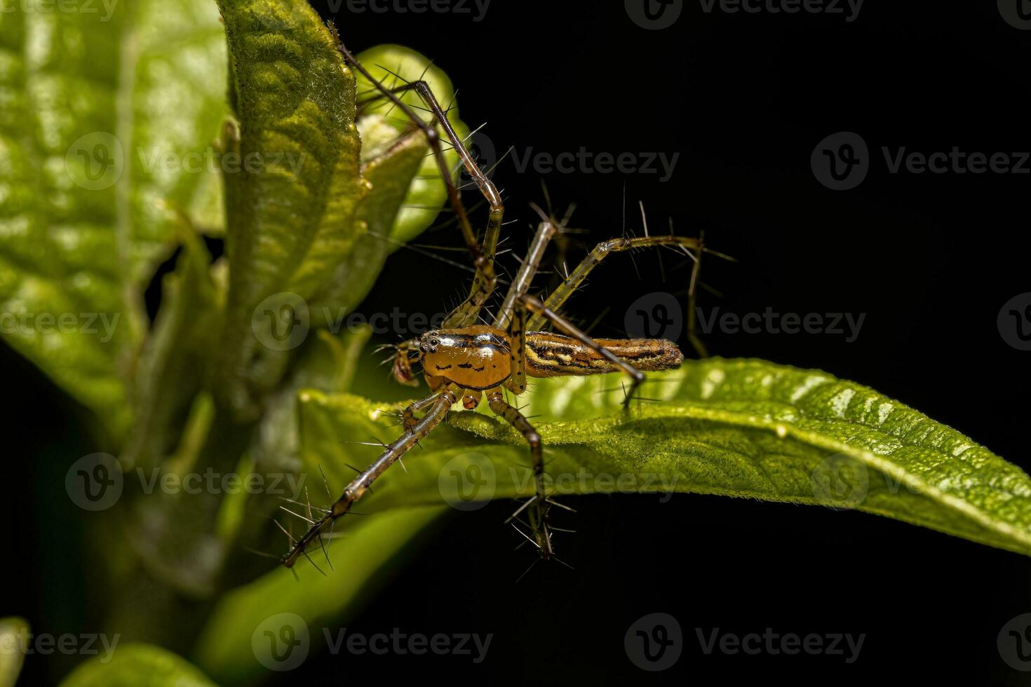 Adult Male Lynx Spider photo