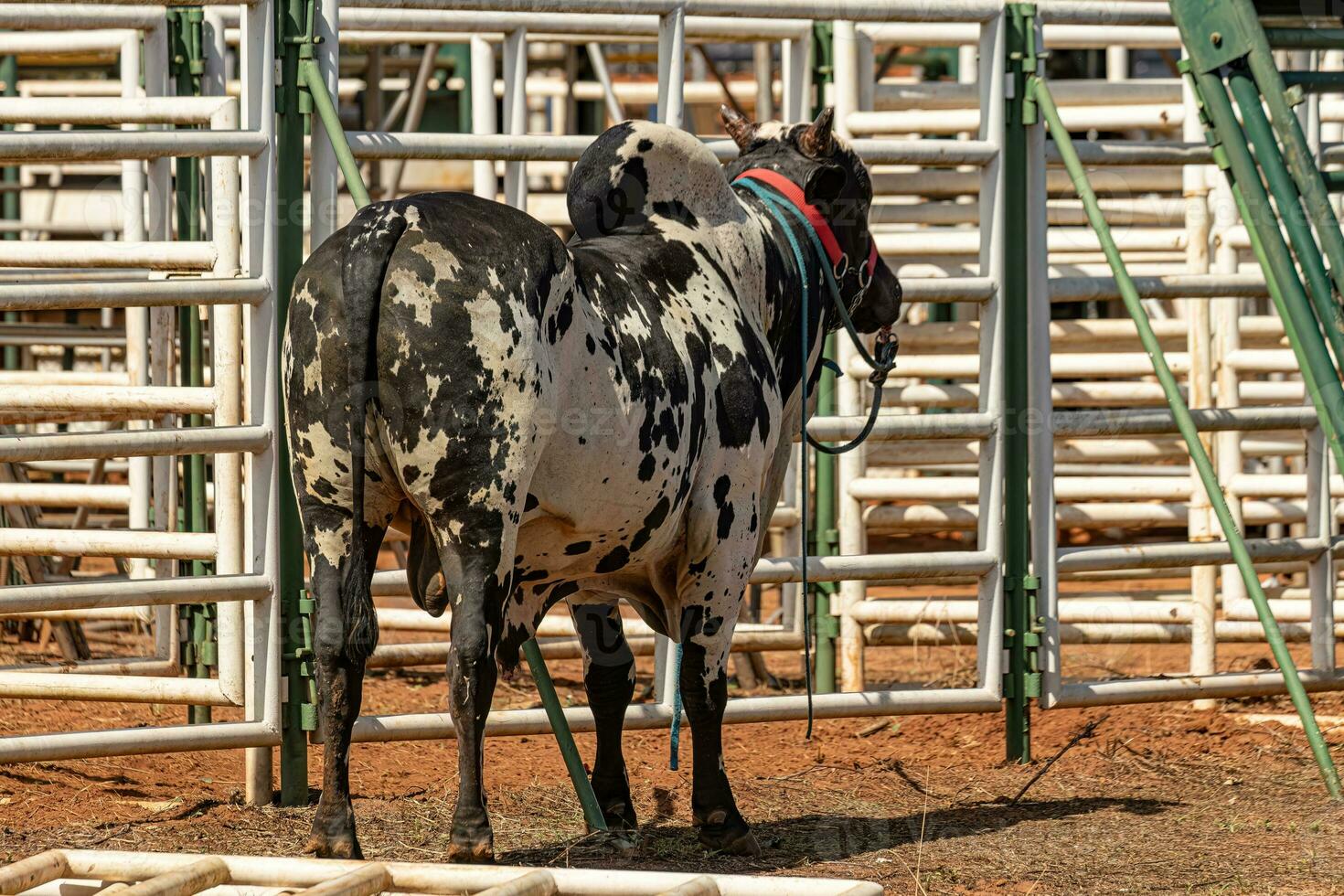 adult black and white piebald cow photo