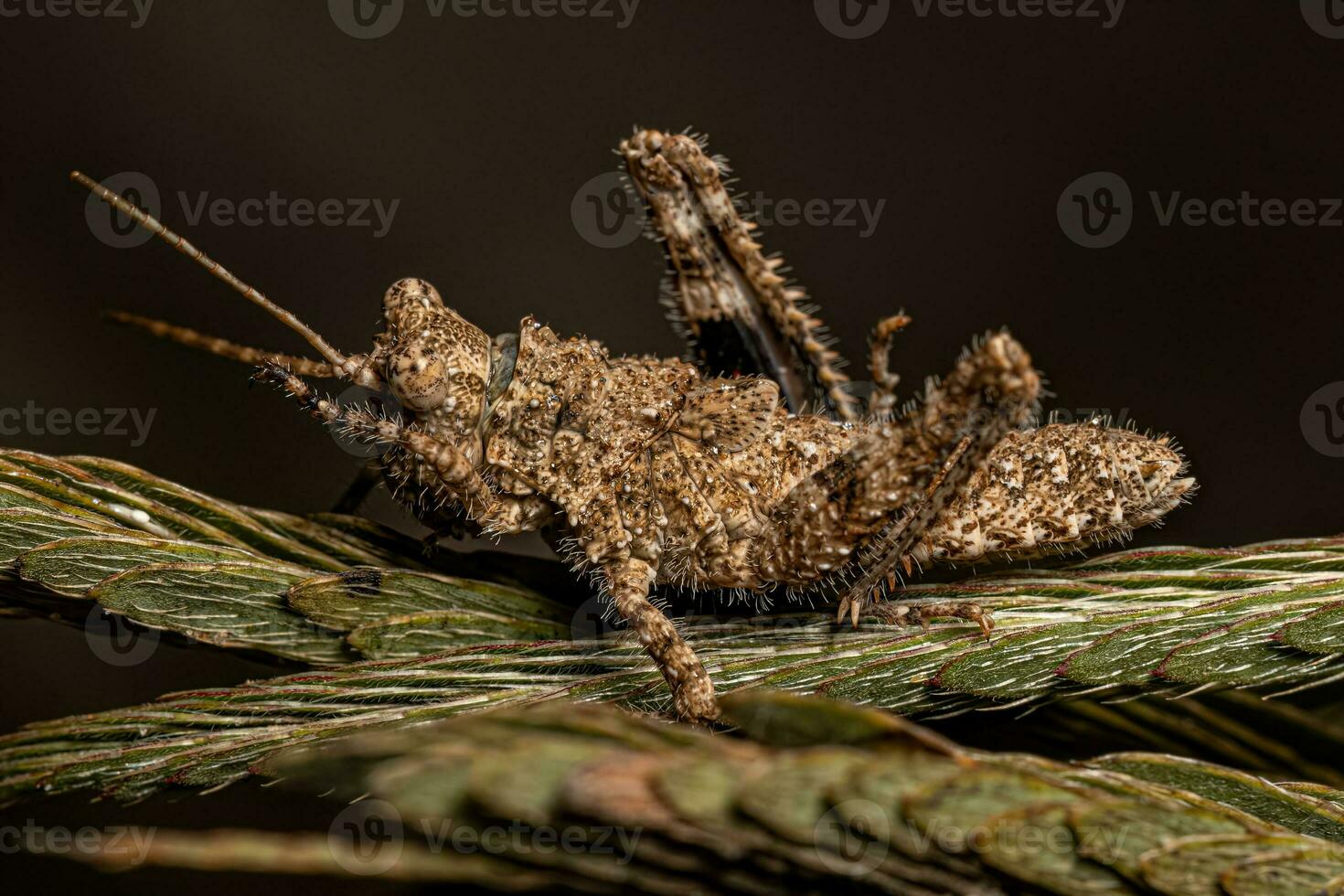 insecto saltamontes de cuernos cortos foto