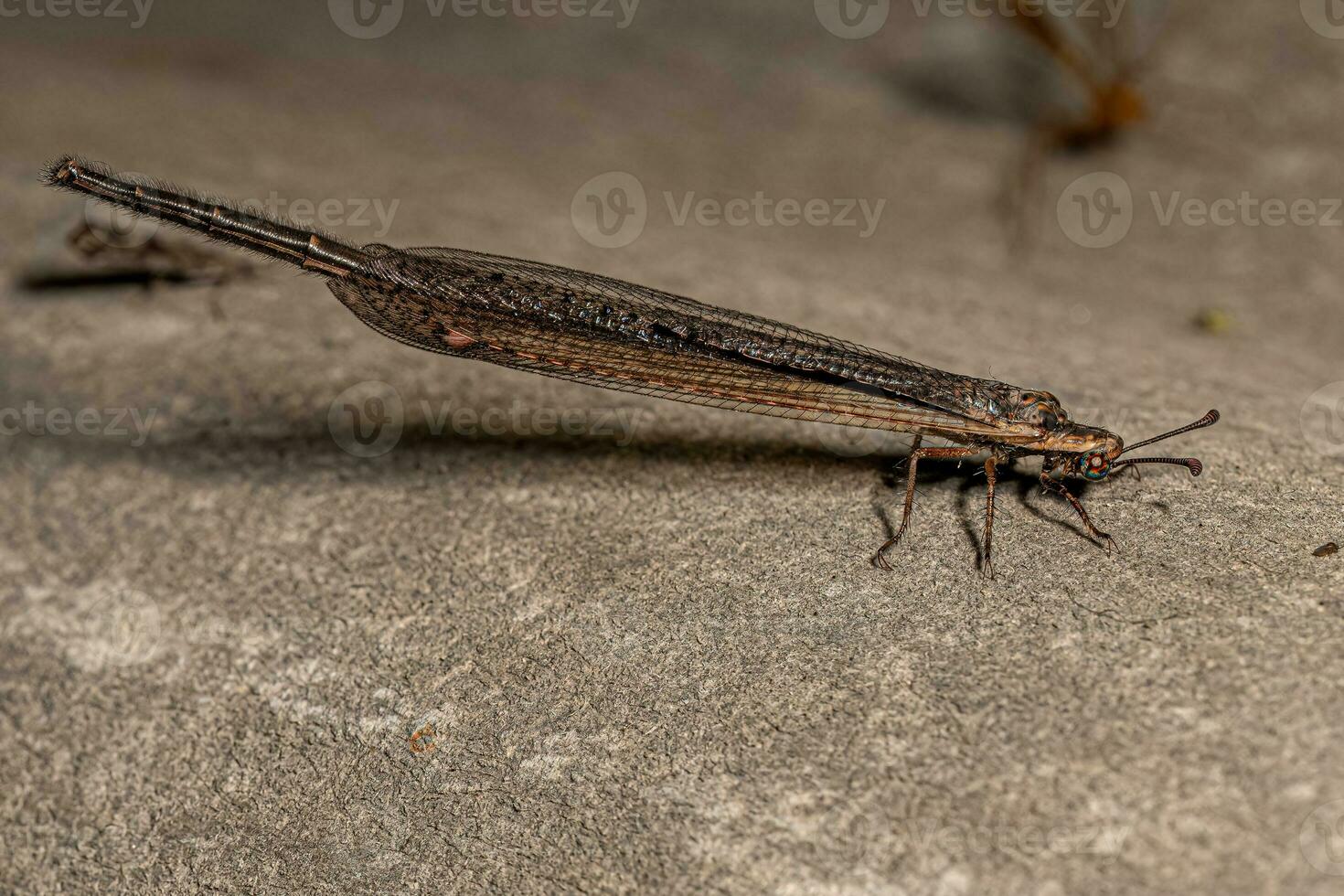 Adult Long tailed Antlion photo