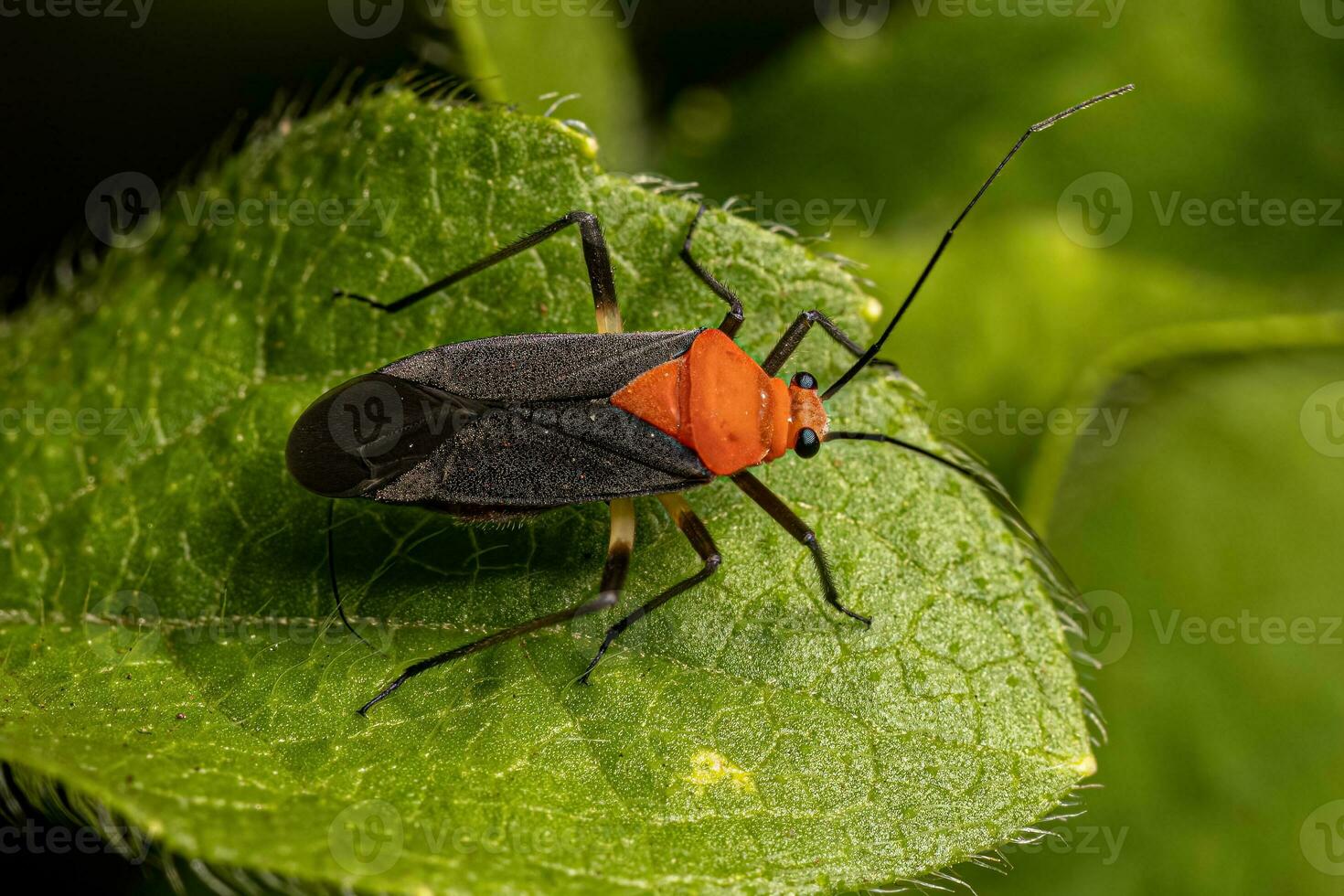 Adult Plant Bug photo