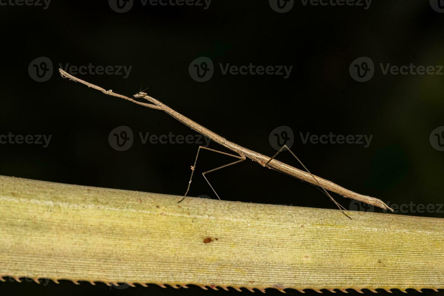 Adult Thespid Mantis photo