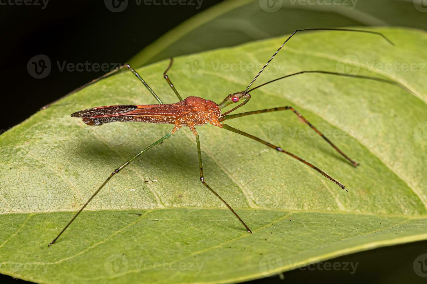 Adult Assassin Bug photo