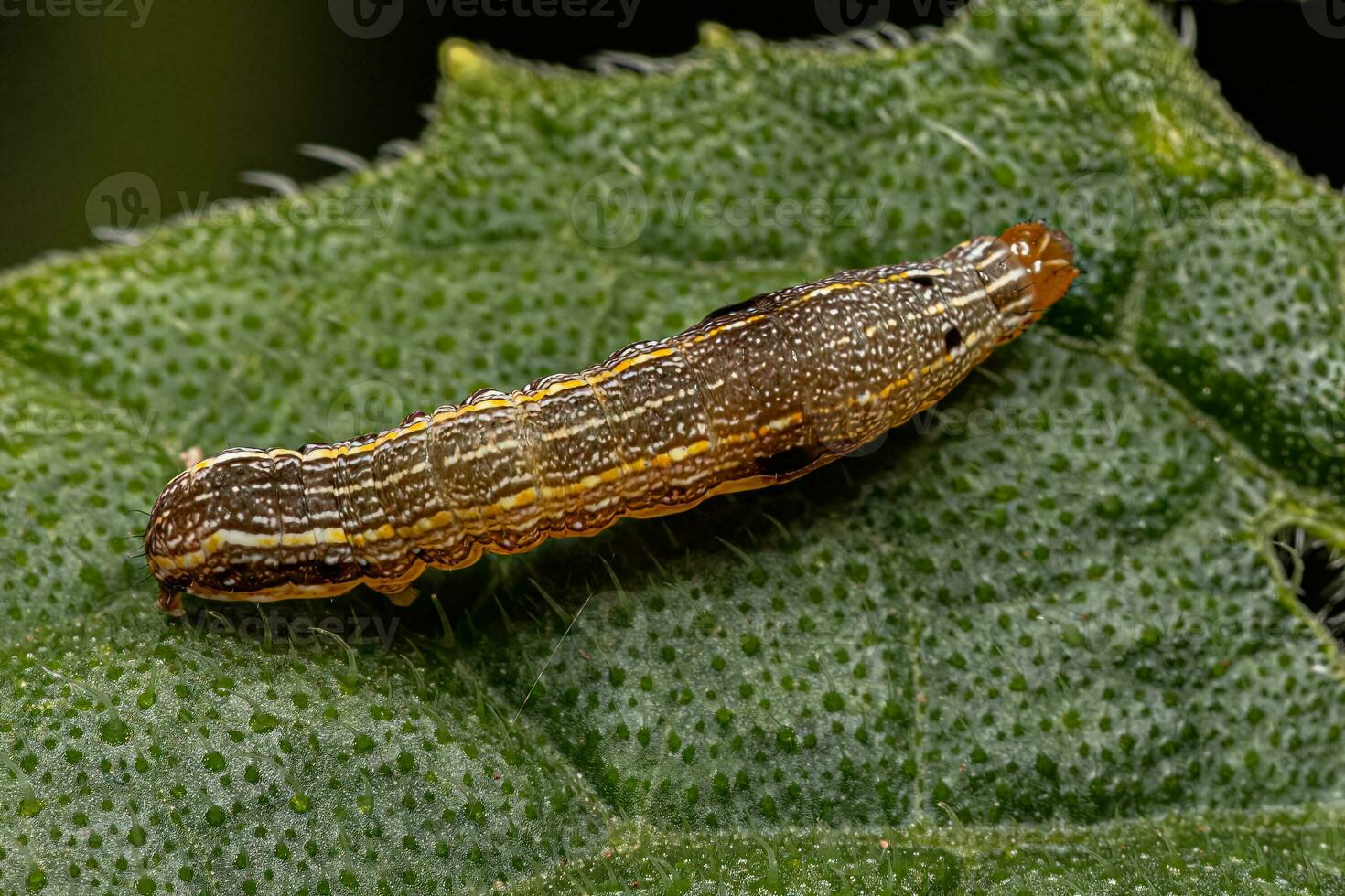 Brown Caterpillar Moth photo