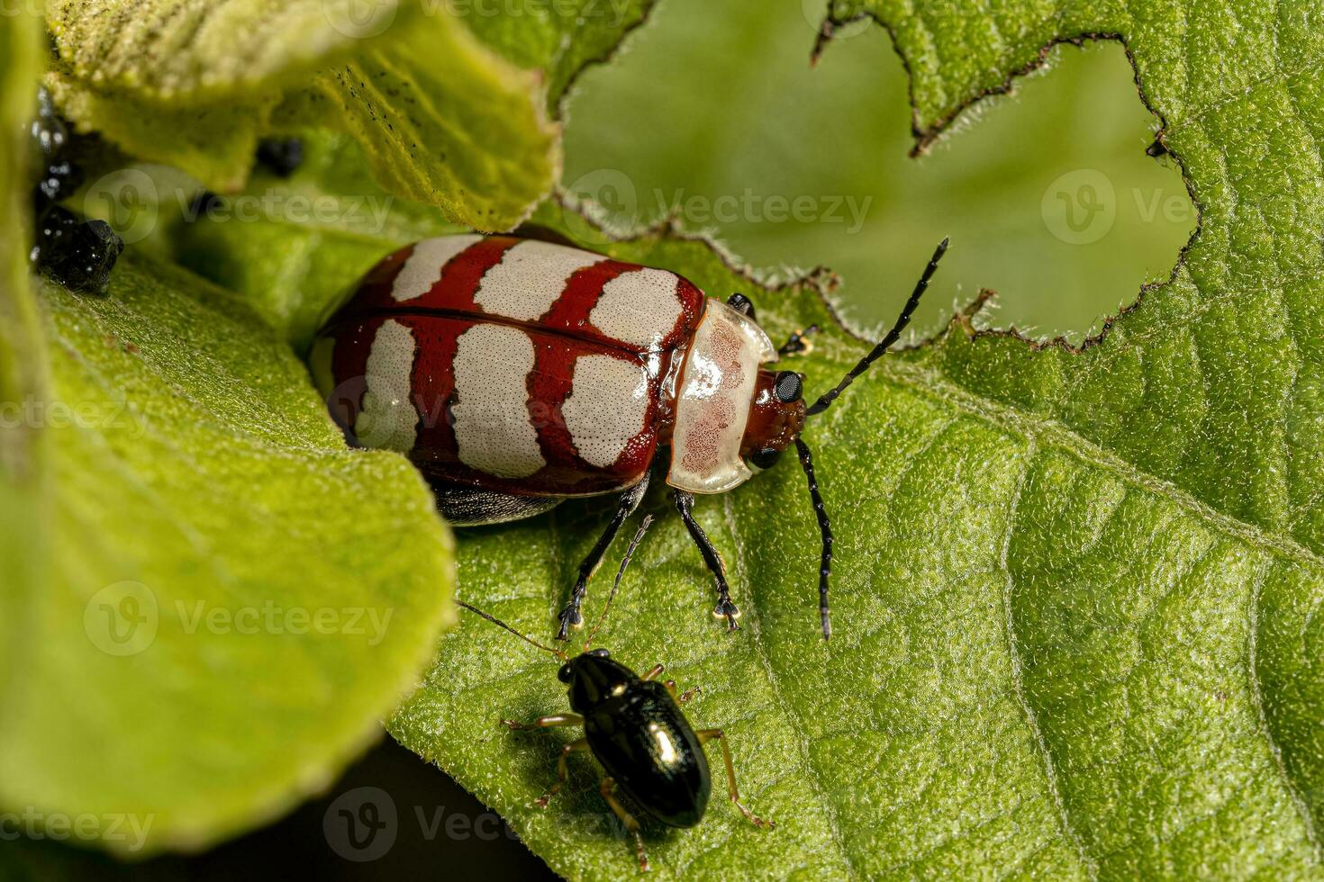 Adult Flea Beetle photo