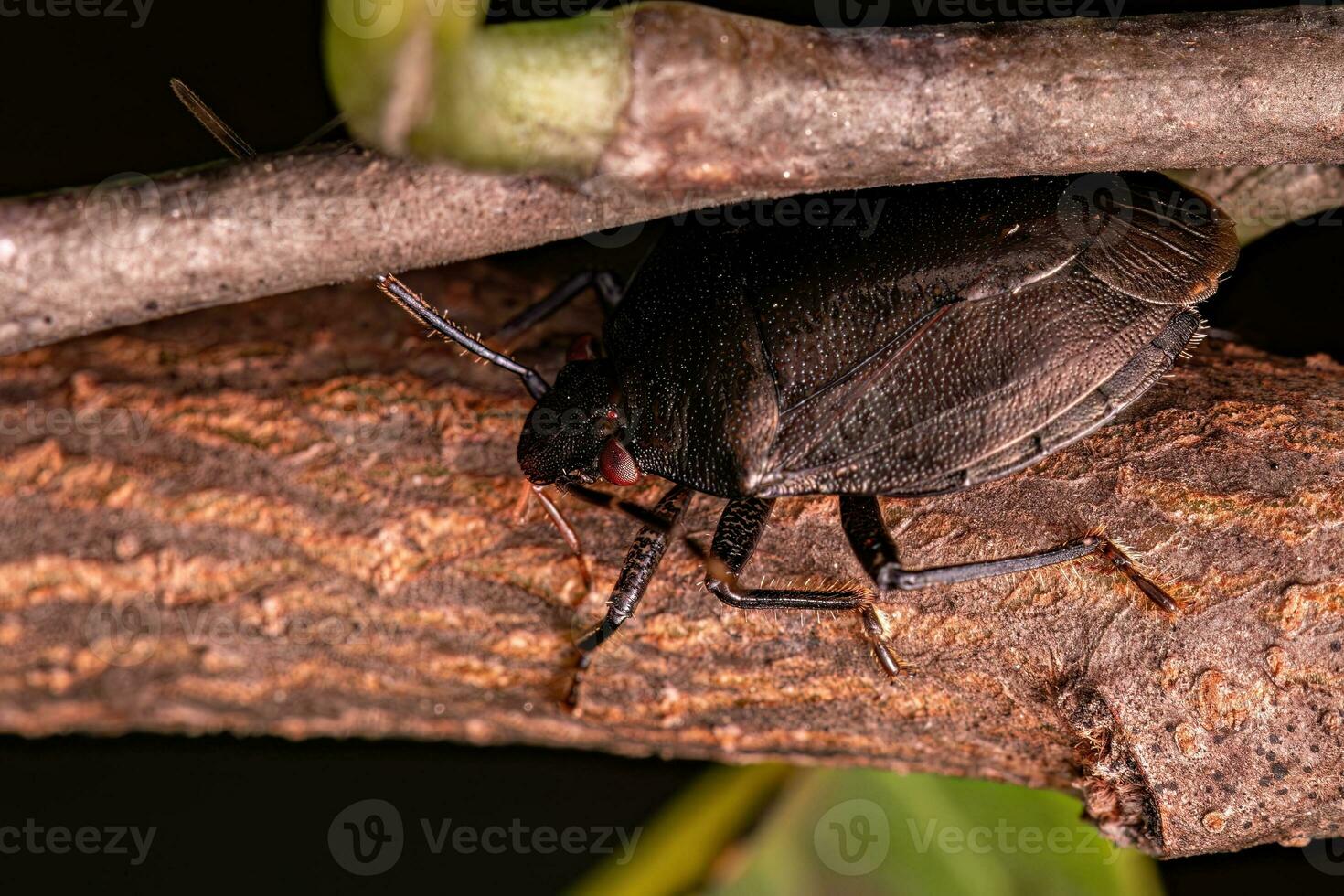 Adult Stink bug photo