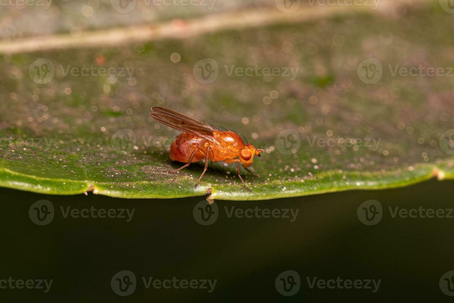 Adult Acalyptrate Fly photo