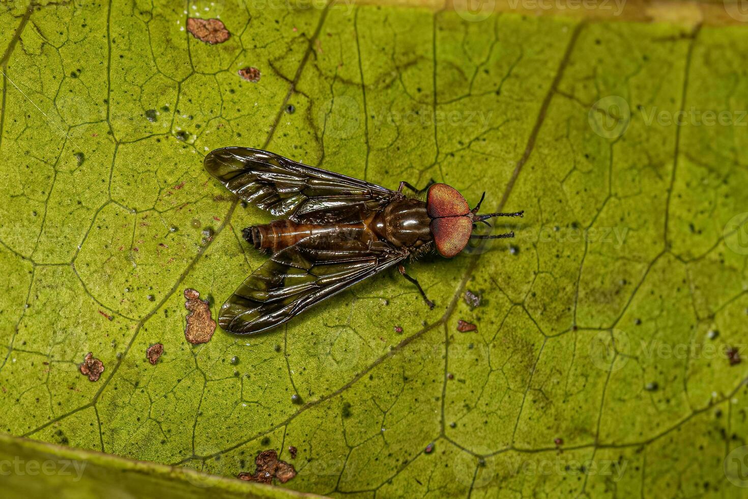 Adult Horse Fly Insect photo