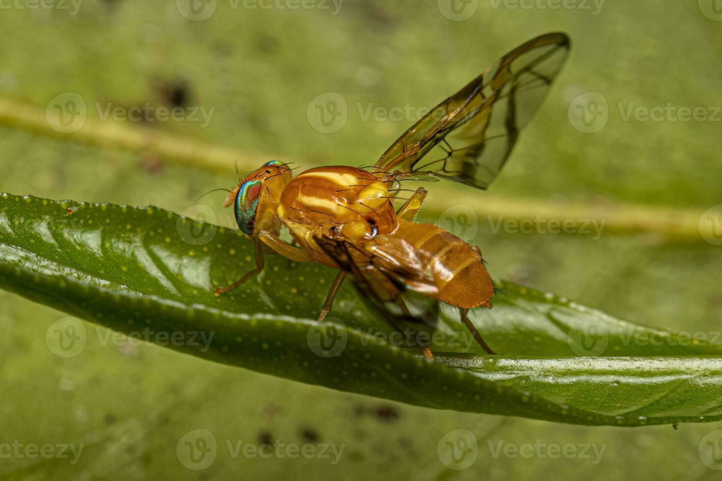 Adult Fruit Fly photo