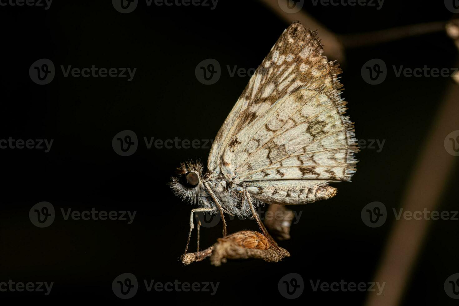 Adult Orcus Checkered-Skipper Moth Insect photo