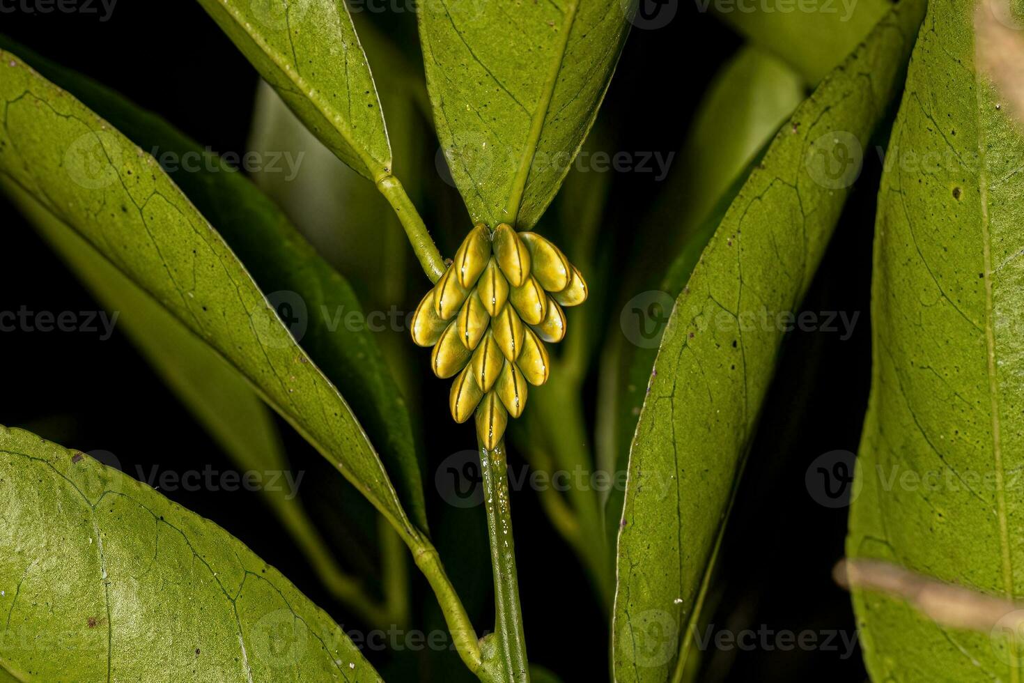 Phaneropterine Katydid Eggs photo
