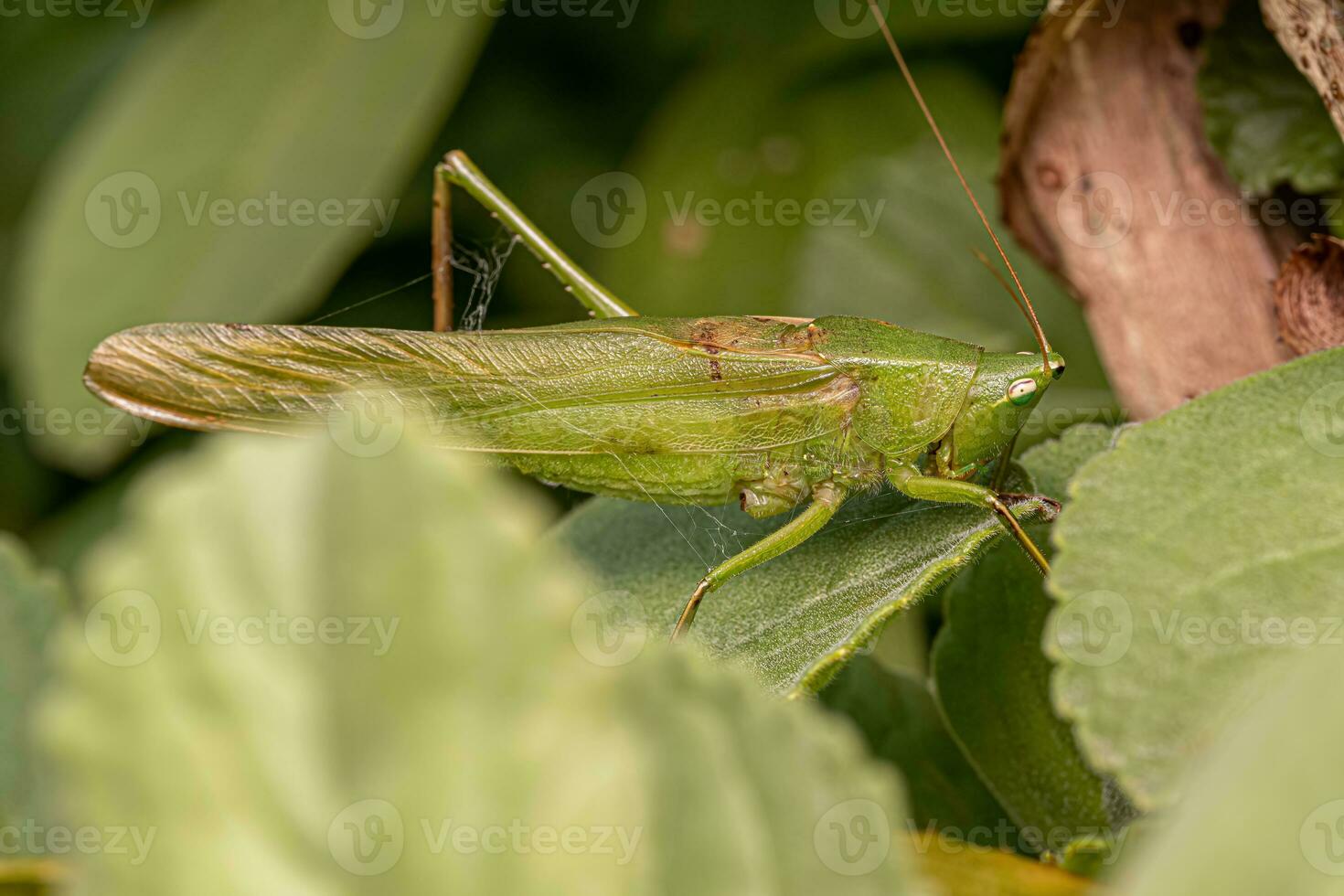 Adult Common Conehead photo