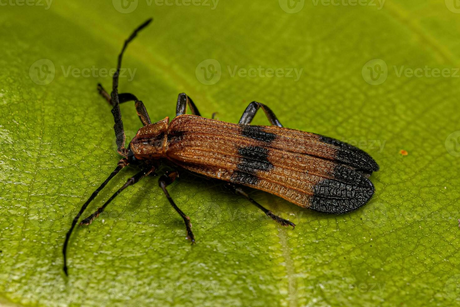 Adult Net-winged Beetle photo
