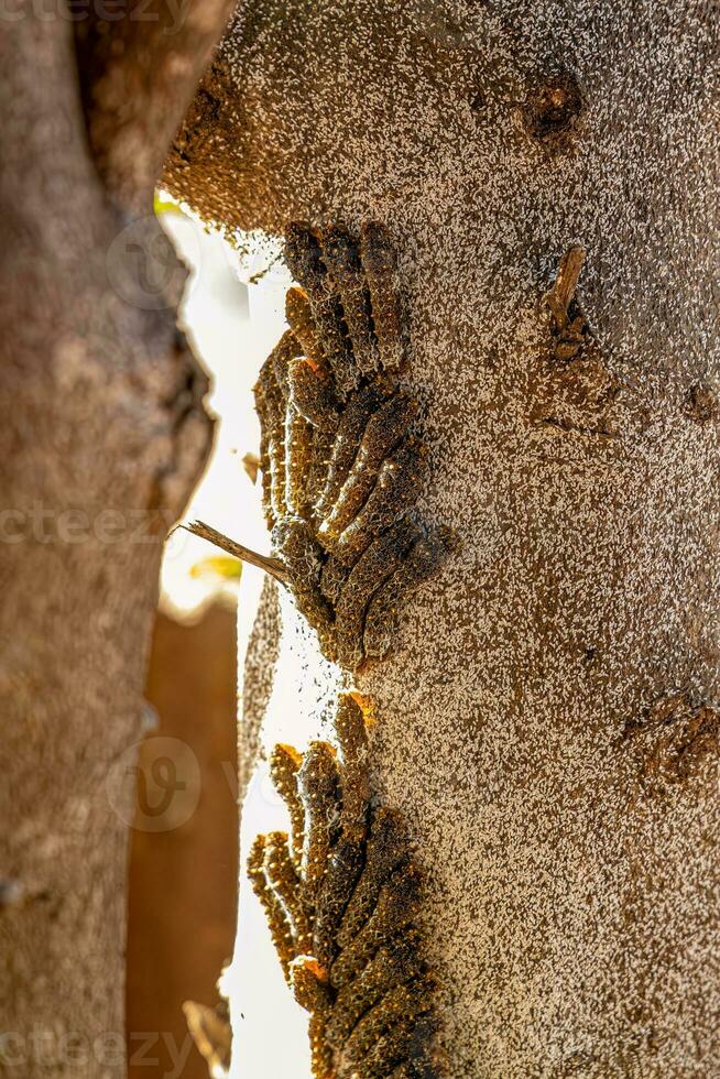 lemon tree trunk full of Insects photo