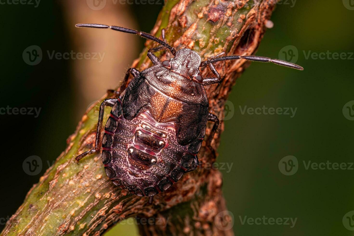 Stink bug Nymph photo