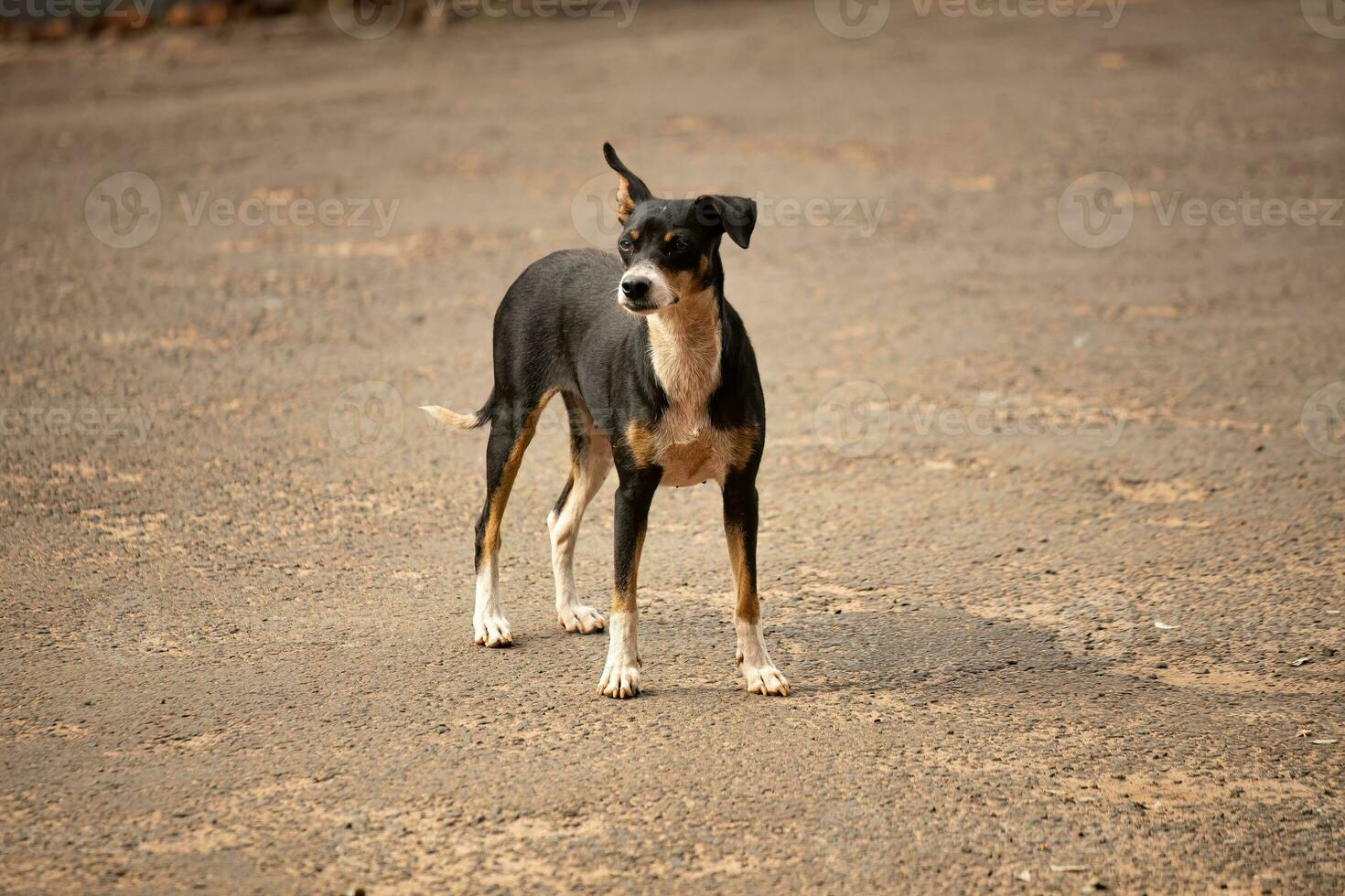 animal mammal dog abandoned photo