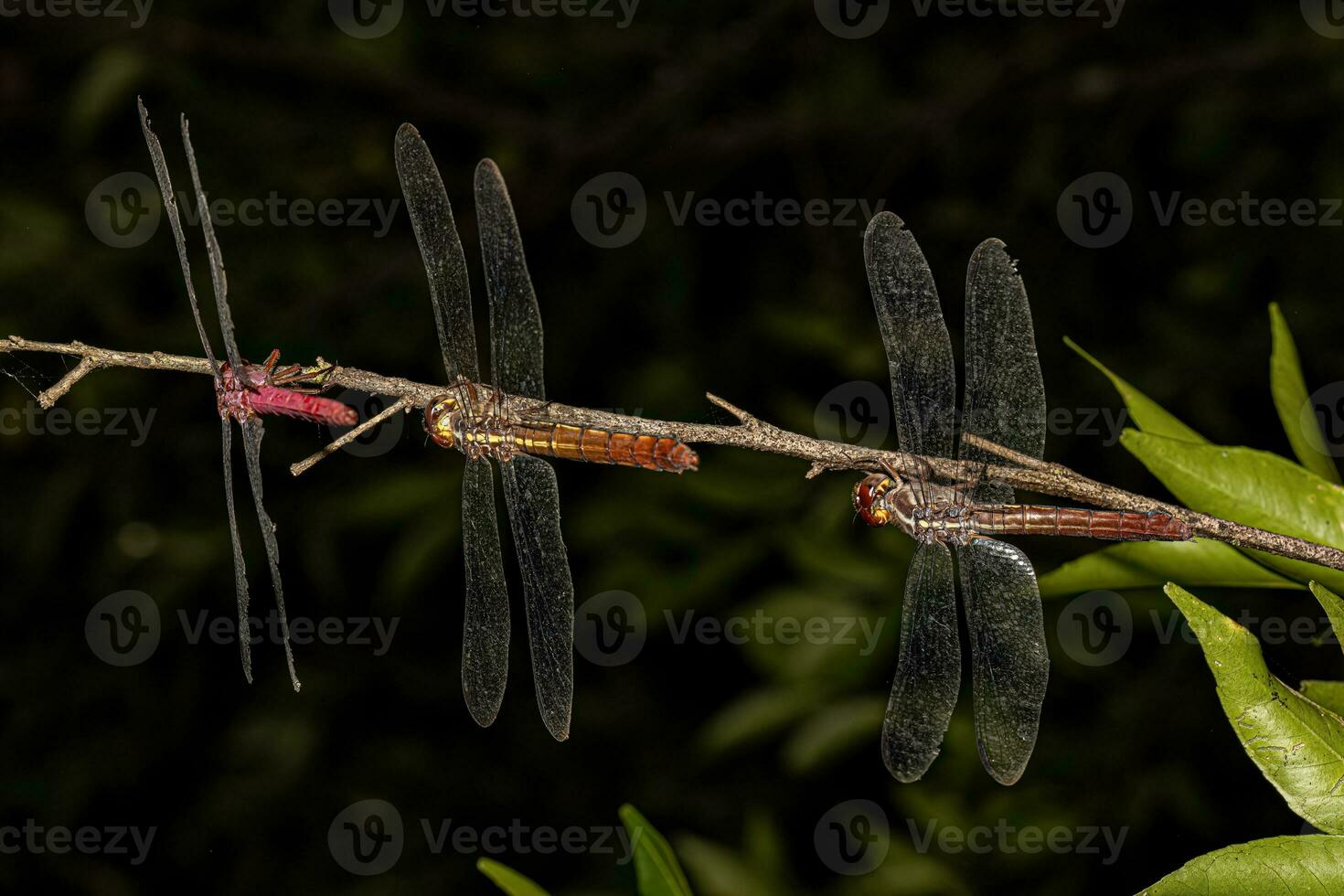Tropical King Skimmers Dragonflies photo