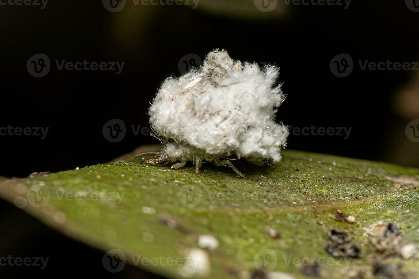 Green Lacewing Larva photo