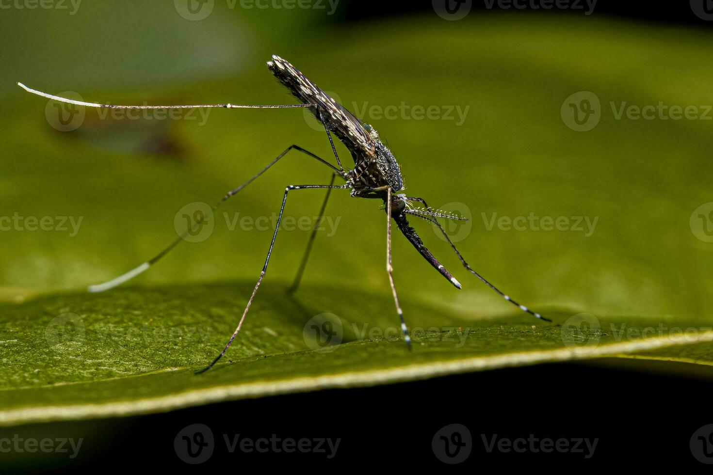 Adult Malaria Mosquito photo