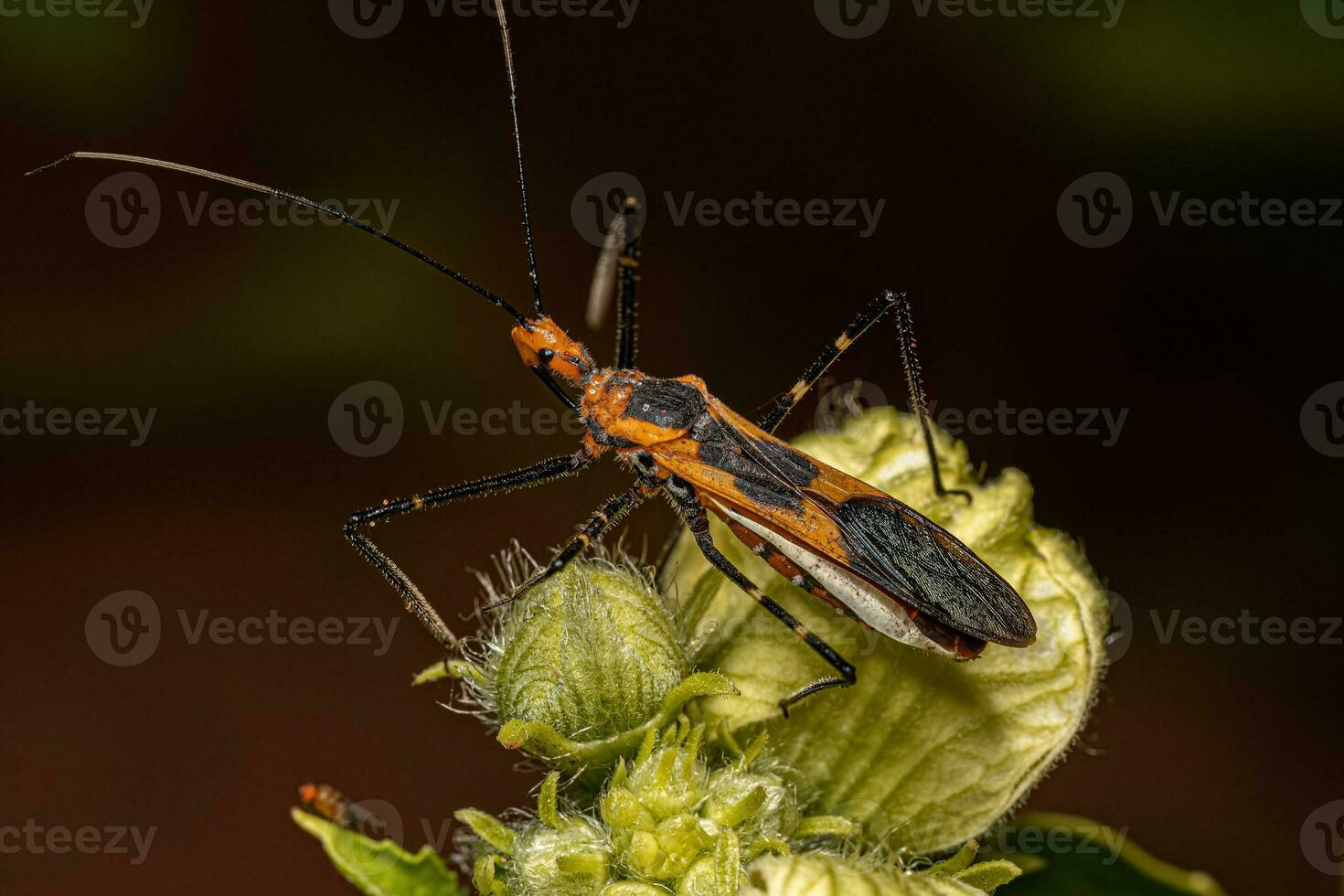 Milkweed Assassin Bug photo
