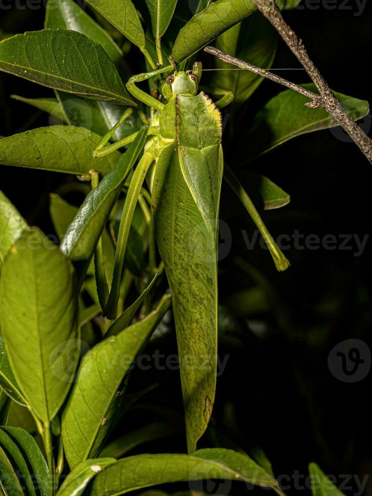 Adult Phaneropterine Katydid photo