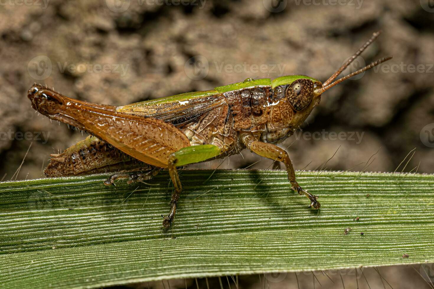 Adult Stridulating Slant-faced Grasshopper photo