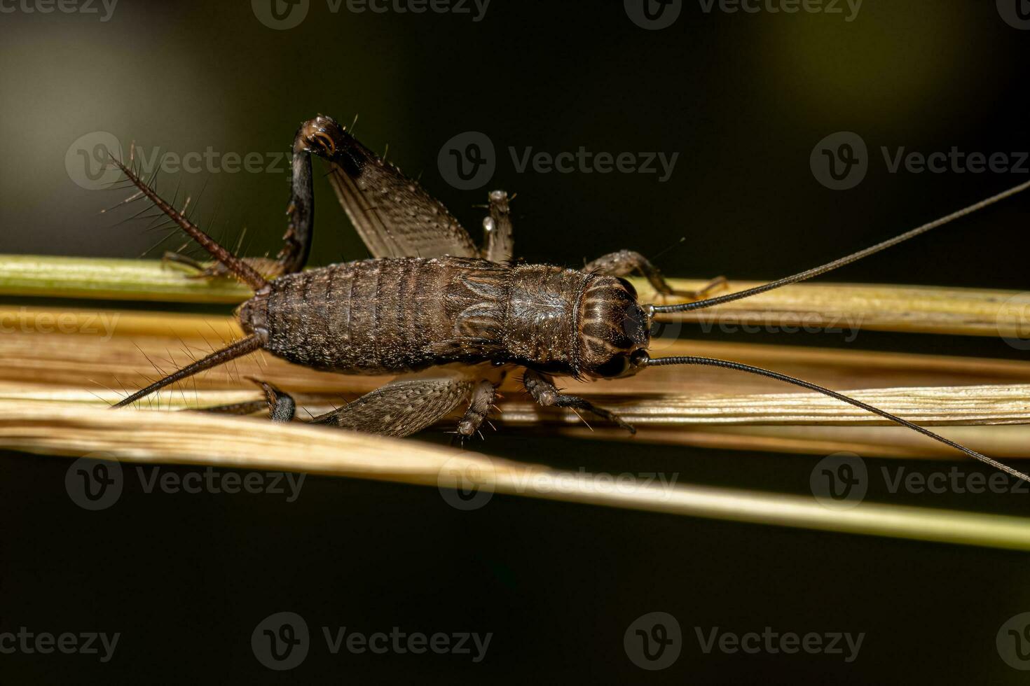 Adult Field Cricket photo