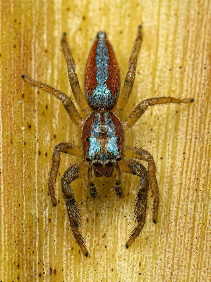 Jumping Spider Animal photo