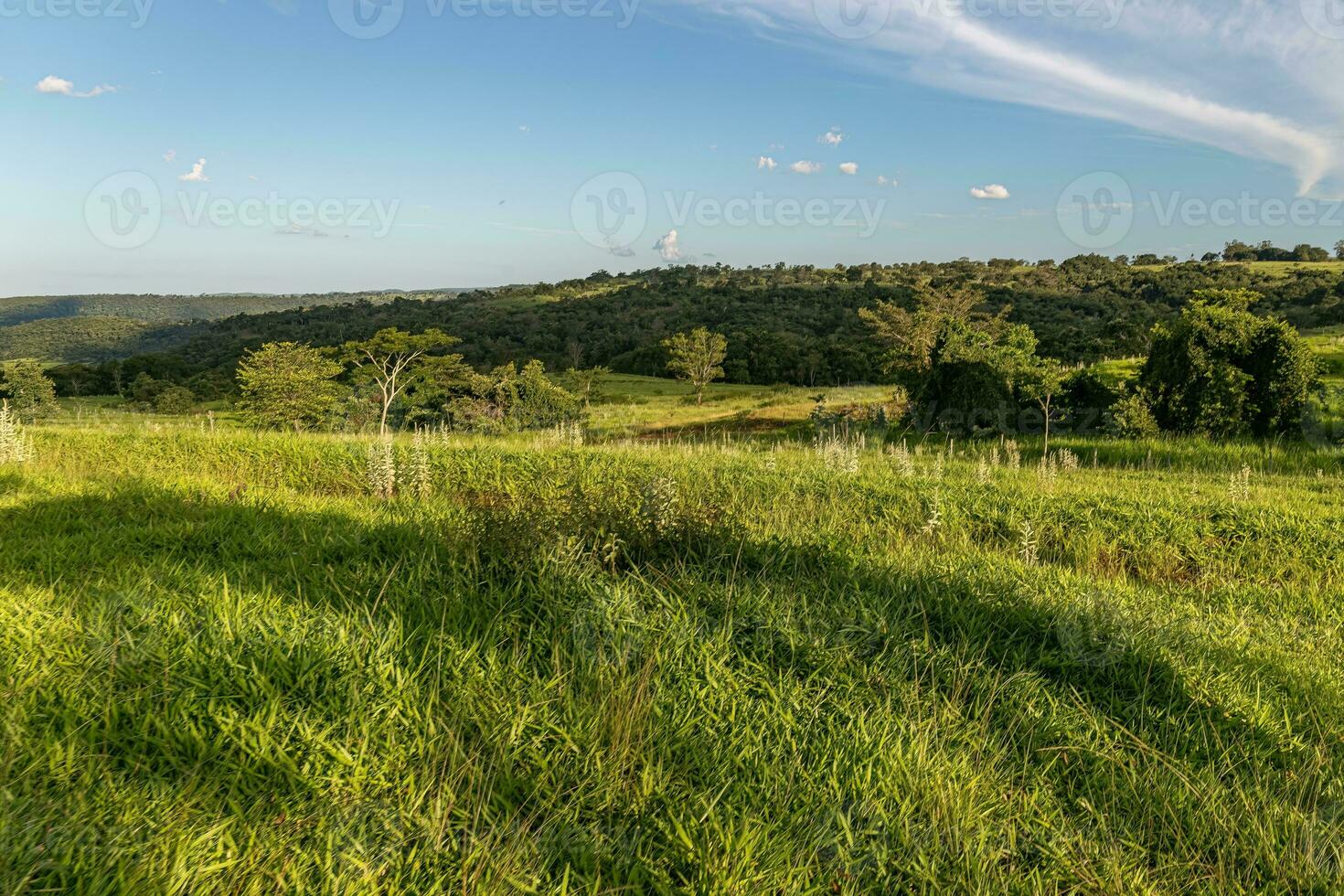 Pasture field for cattle raising photo