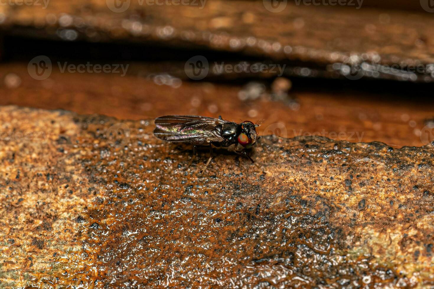 Adult Acalyptrate Fly photo