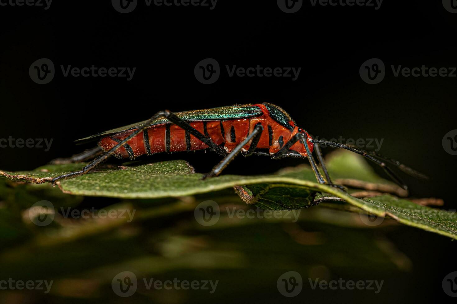 Leaf footed Bug Nymph photo