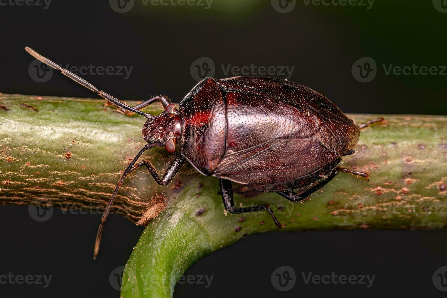 Adult Stink bug photo