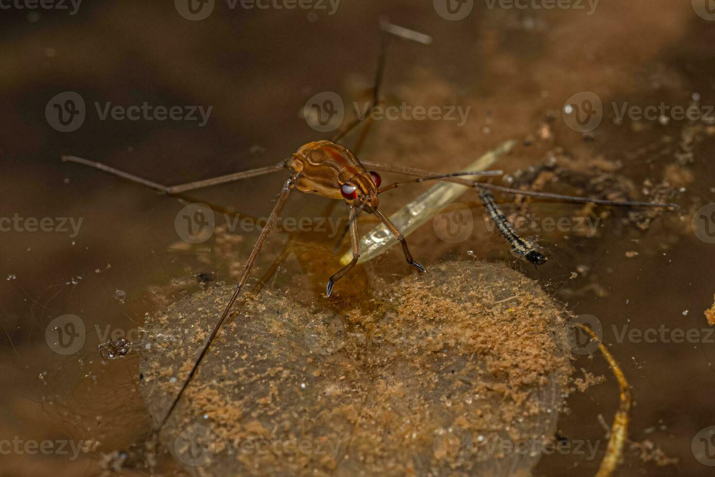 Striped Pond Skater Insect photo