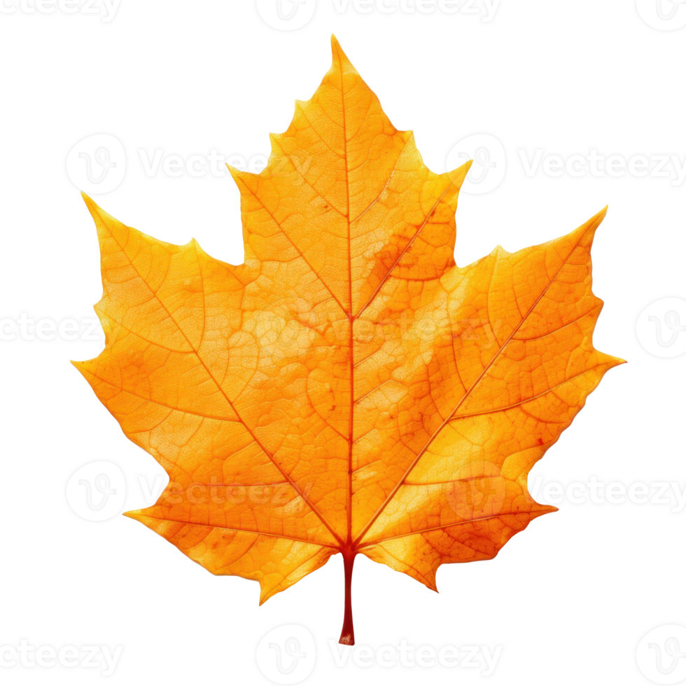Autumn falling leaf isolated png