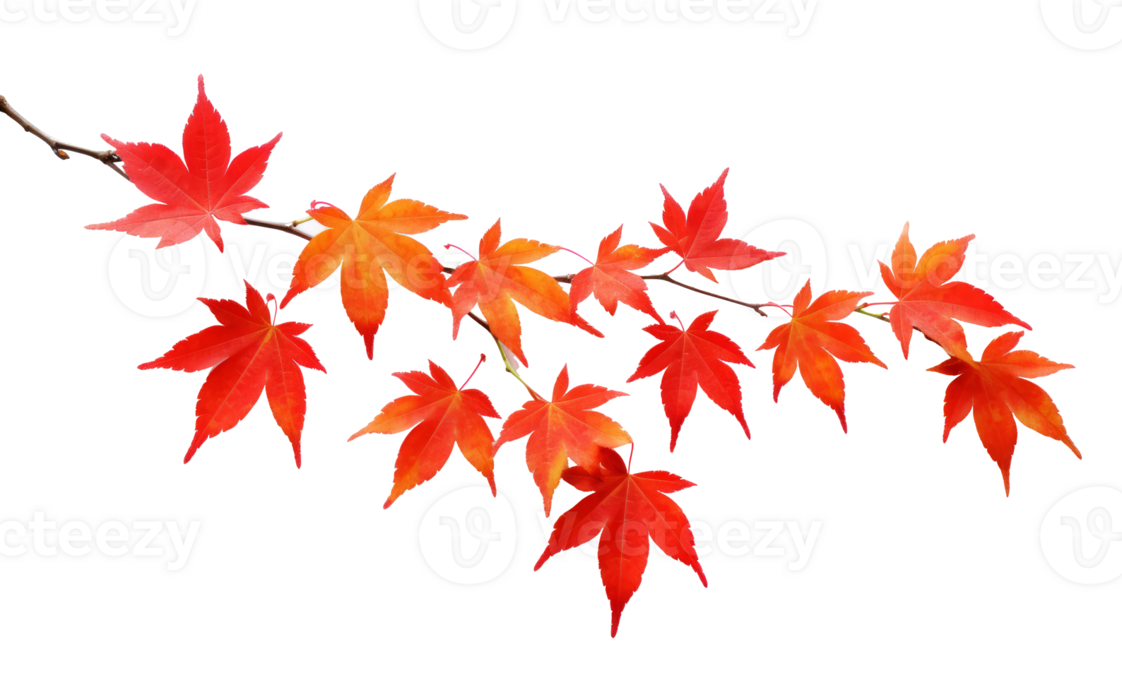 Autumn leaves isolated png