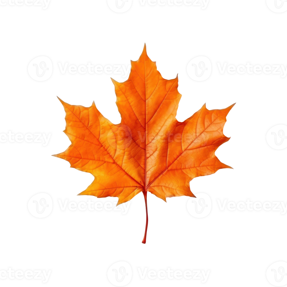 Autumn falling leaf isolated png