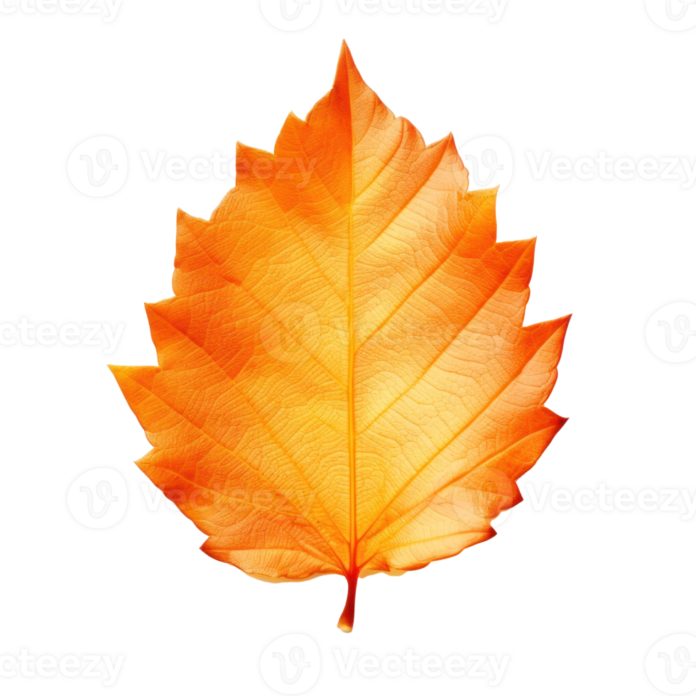 Autumn falling leaf isolated png