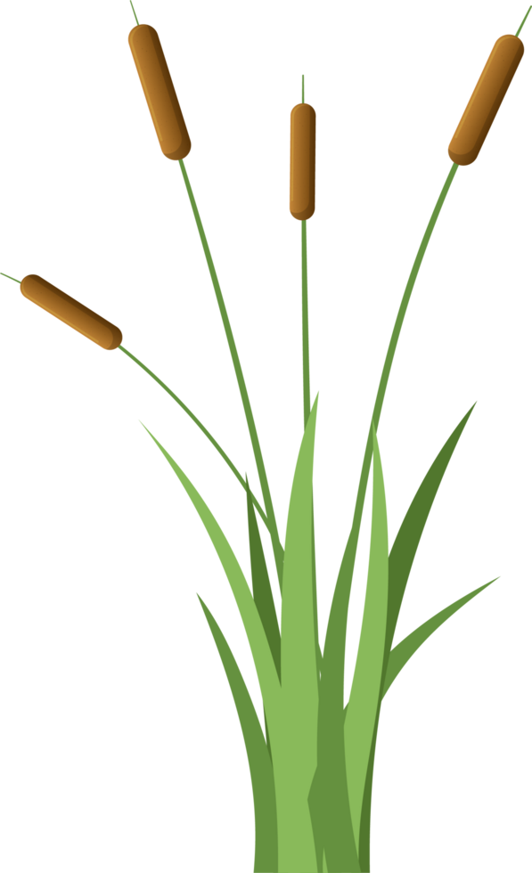 Grass with cattail clipart png