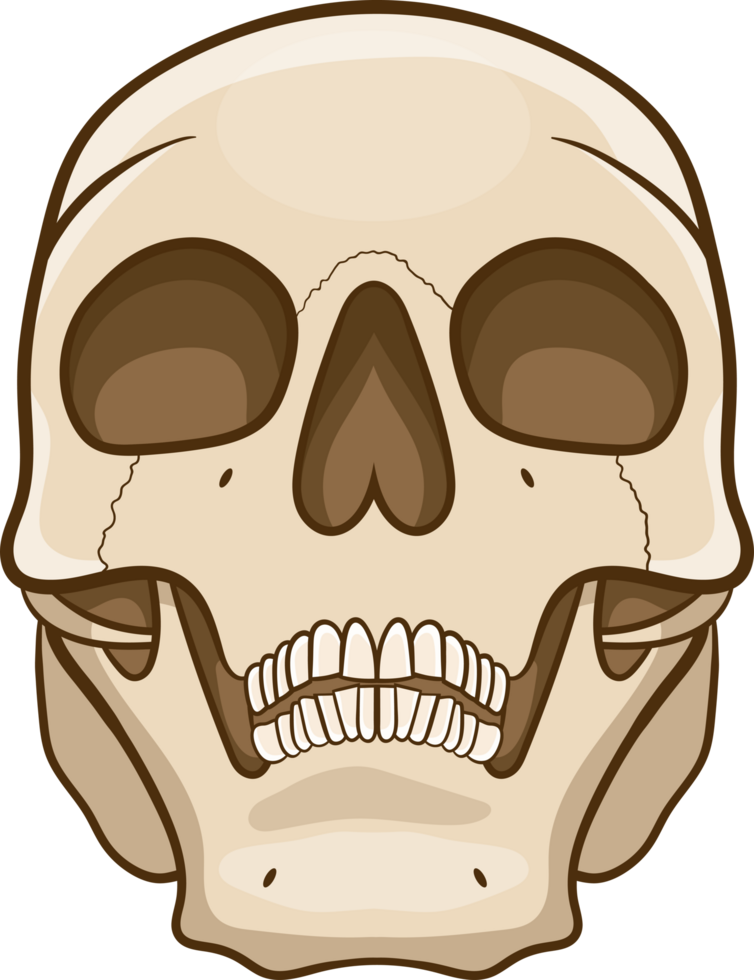 Skull clipart design png