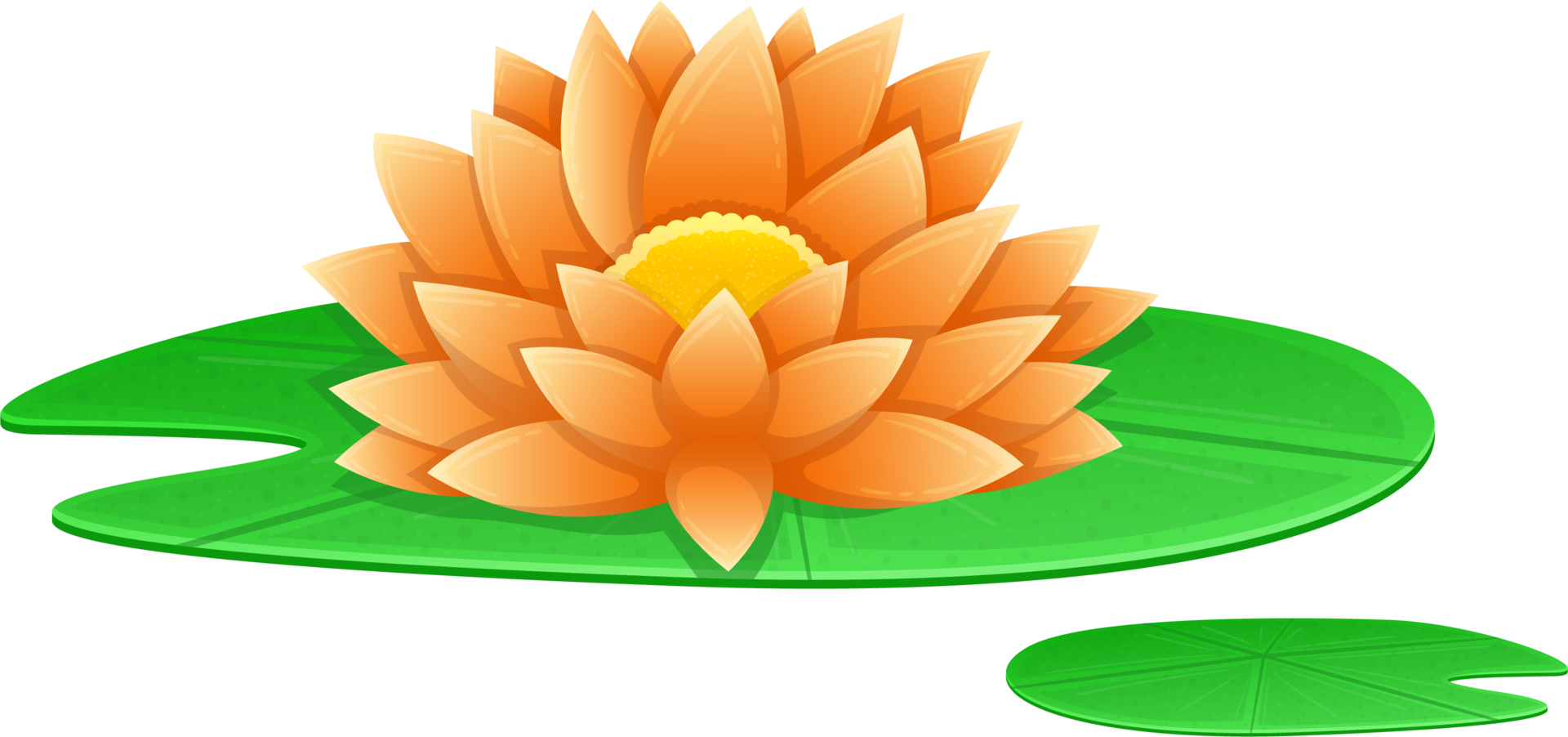 Water lily clipart png