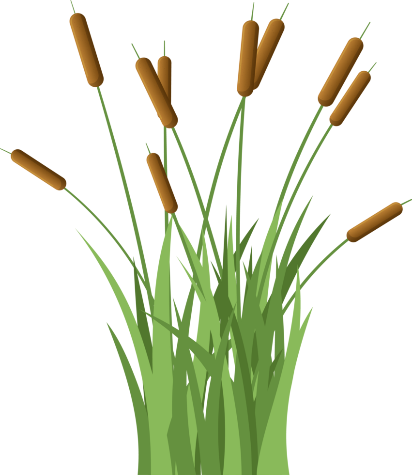 Grass with cattail clipart png