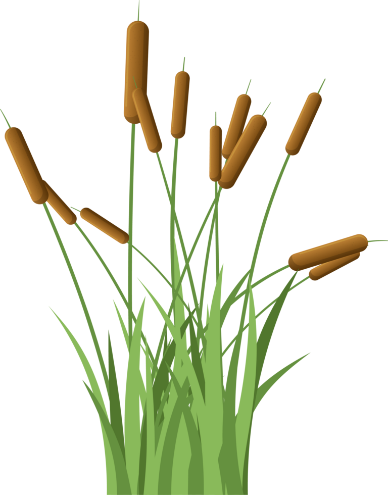 Grass with cattail clipart png