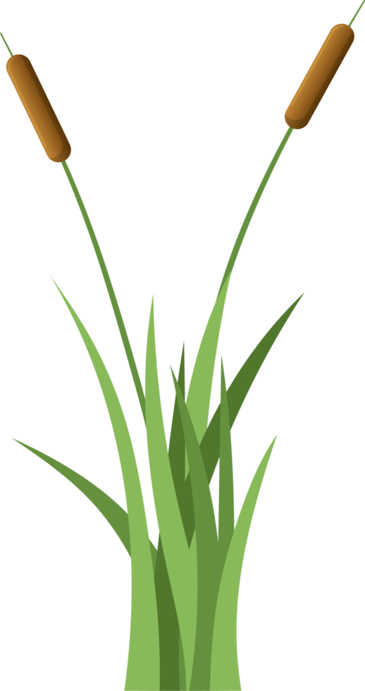 Grass with cattail clipart png