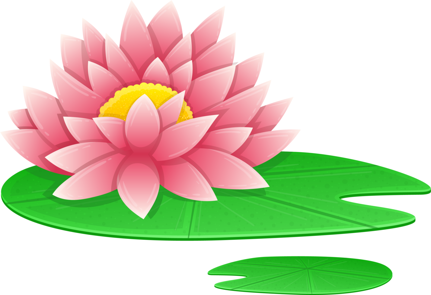 Water lily clipart png