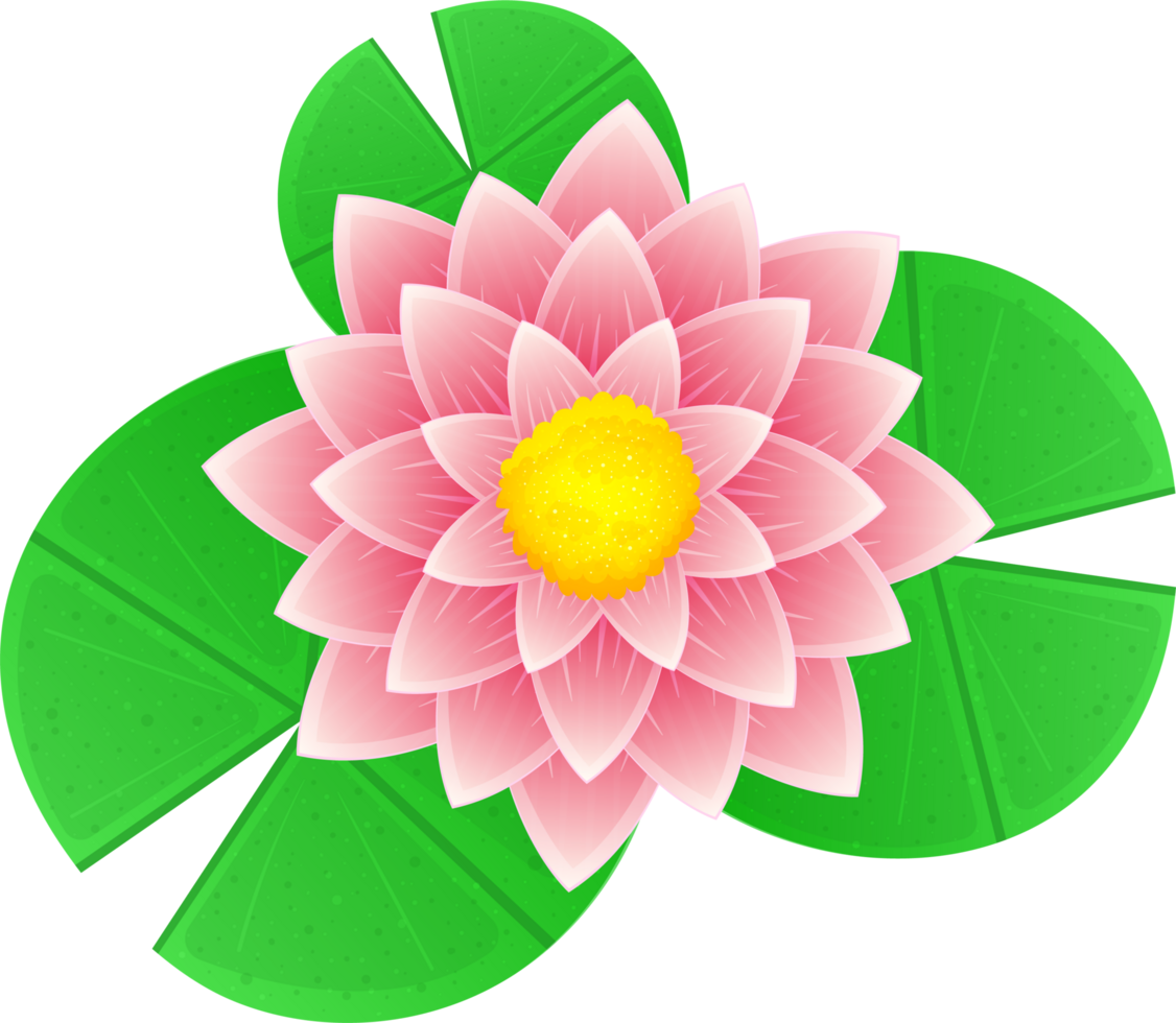 Water lily clipart png