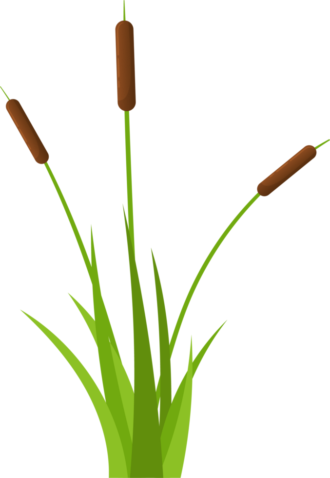 Grass with cattail clipart png