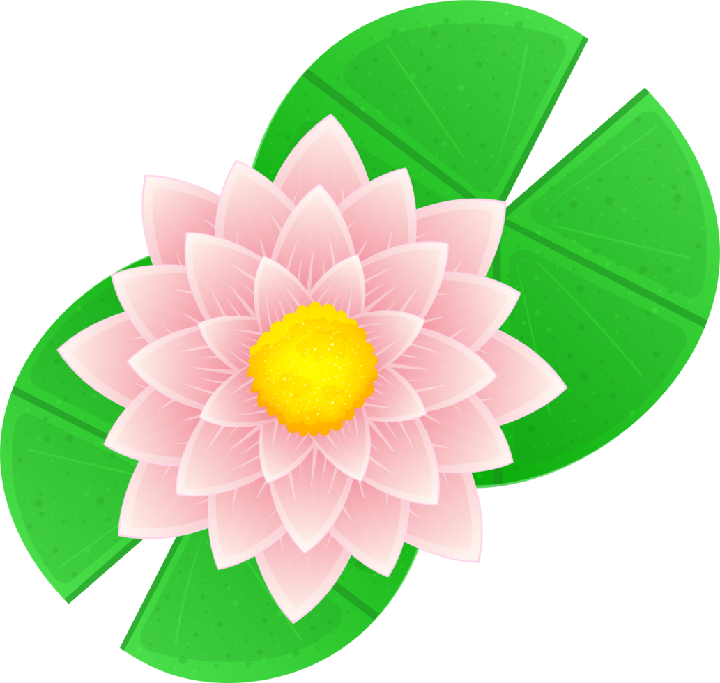 Water lily clipart png
