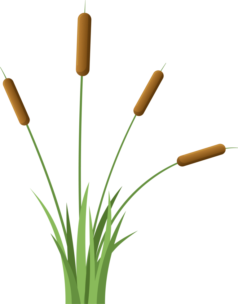 Grass with cattail clipart png