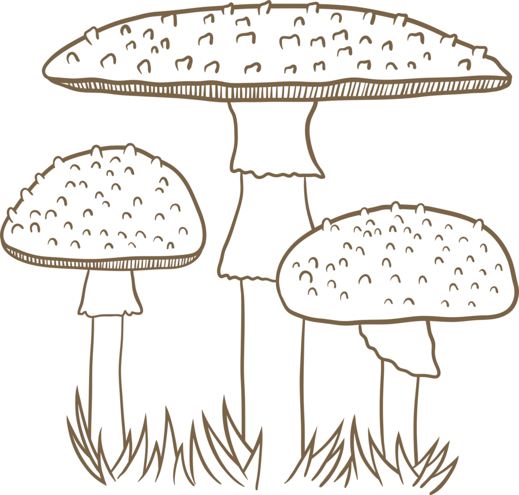 Mushroom drawing clipart png