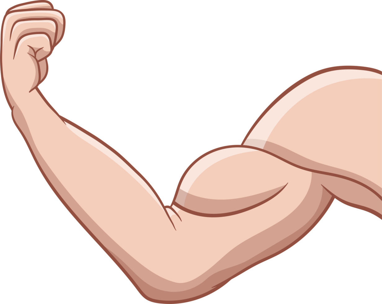 muscle bras dessin clipart png